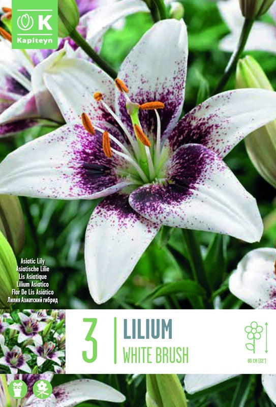 LILIUM BICOLOR WHITE BRUSH X3 16/18