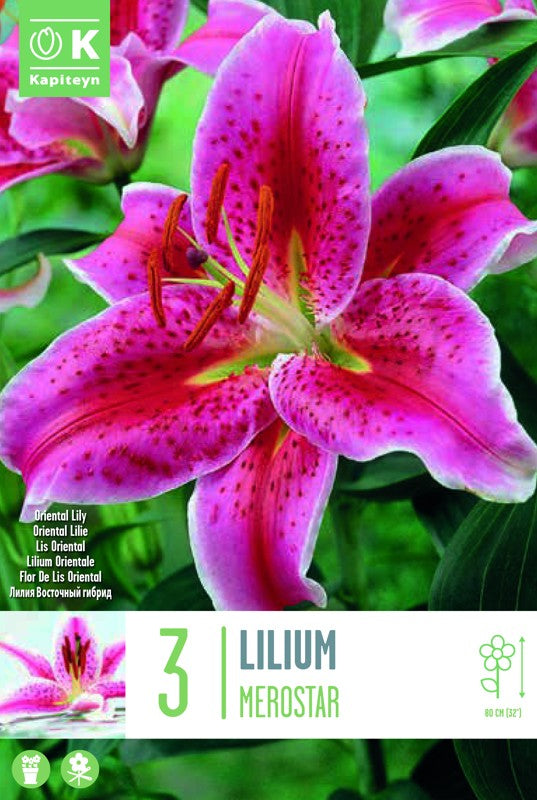 Lilium (lily) MEROSTAR X3 16-18
