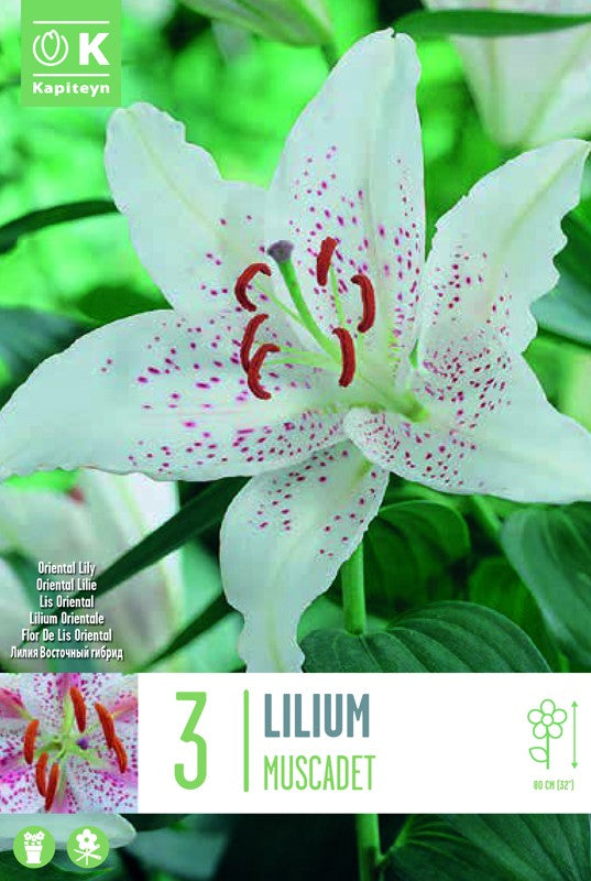 Lilium (lily) MUSCADET X3 16-18