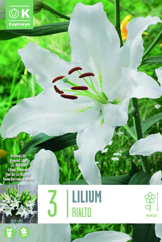 Lilium (lily) RIALTO X3 16-18