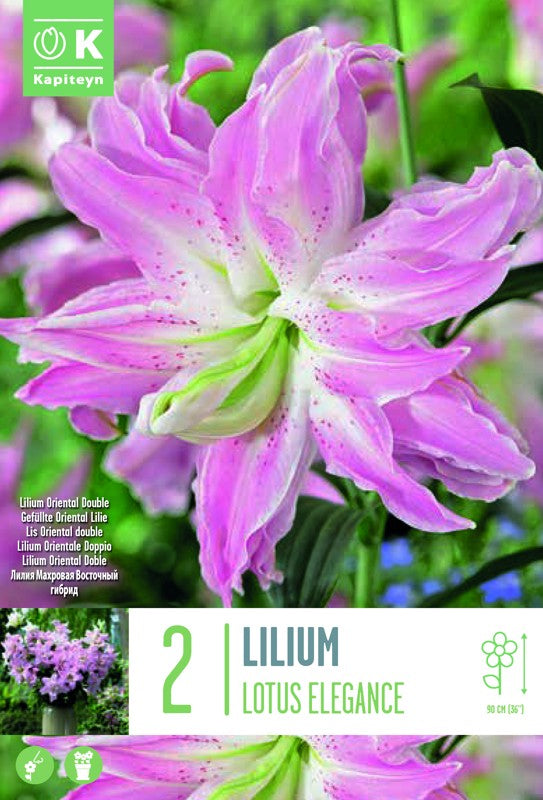 LILIUM LOTUS ELEGANCE X2 16/18