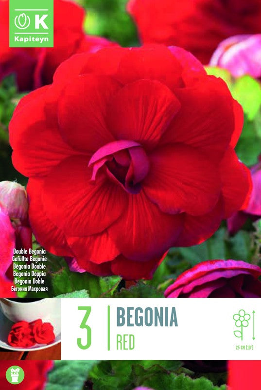 Begonia DOUBLE RED X3 5-6