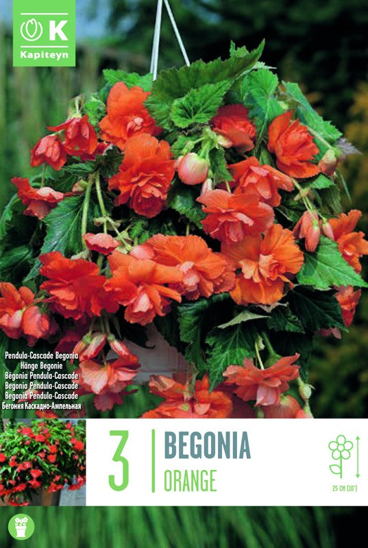 Begonia PENDULA CASCADE ORANGE X3 5-6