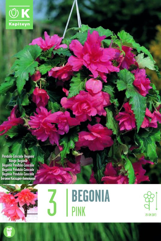 Begonia PENDULA CASCADE PINK X3 5-6