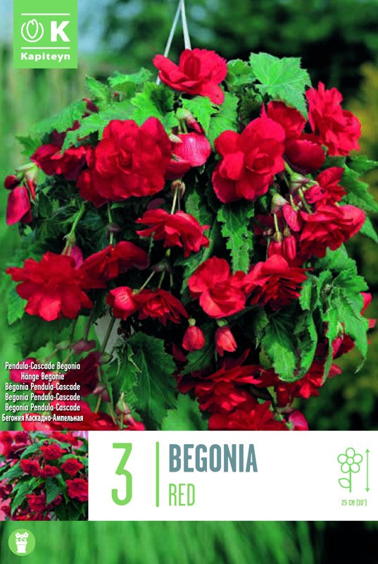 Begonia PENDULA CASCADE RED X3 5-6