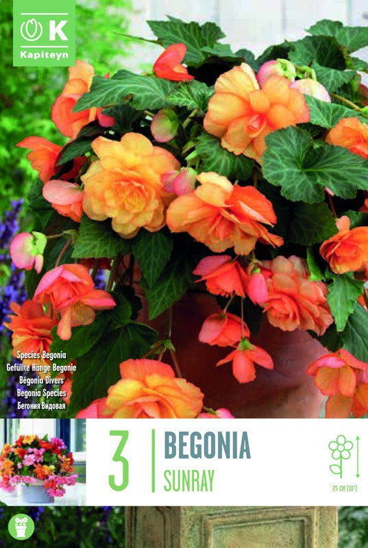 Begonia CASCADE SUNRAY X3 5/+