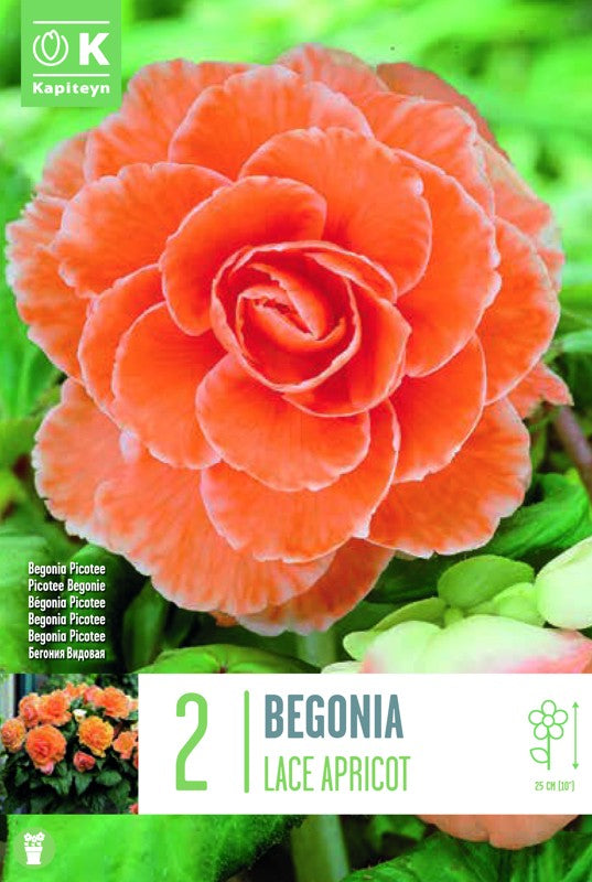 Begonia PICOTEE LACE APRICOT X2 4/+