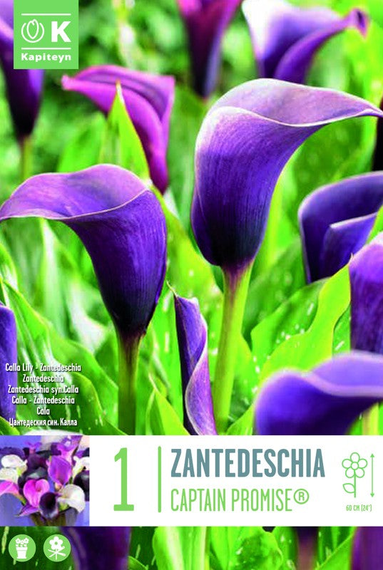 Zantedeschia (Calla Lily) CAPTAIN PROMISE« X1 14/16