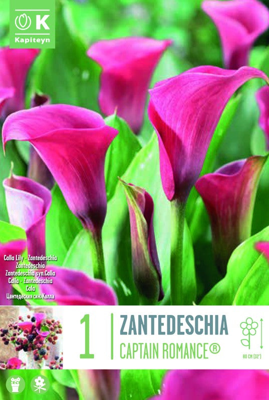 Zantedeschia (Calla Lily) CAPTAIN ROMANCE« X1 14/16