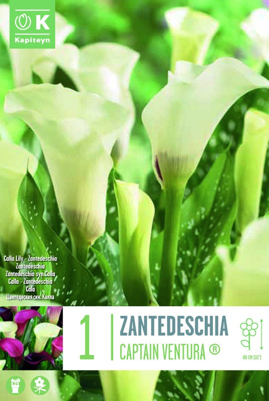 Zantedeschia (Calla Lily) CAPTAIN VENTURA « X1 14/16