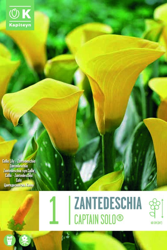 Zantedeschia (Calla Lily) CAPTAIN SOLO X1 14/16