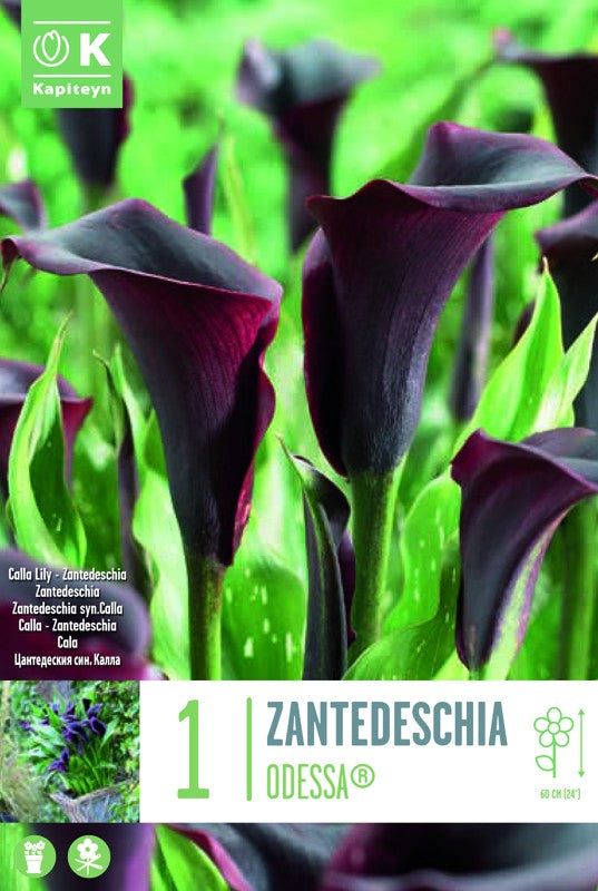 Zantedeschia (Calla Lily) ODESSA « X1 14/16