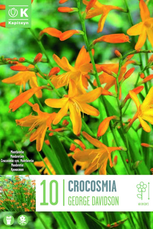 Crocosmia GEORGE DAVISON X10 6/+