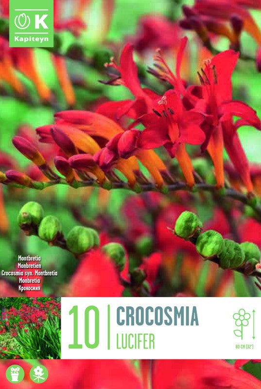 Crocosmia LUCIFER X10 10/+