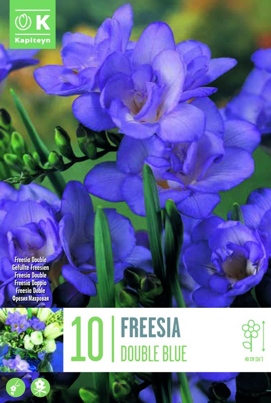 FREESIA DOUBLE BLUE X10 6-8