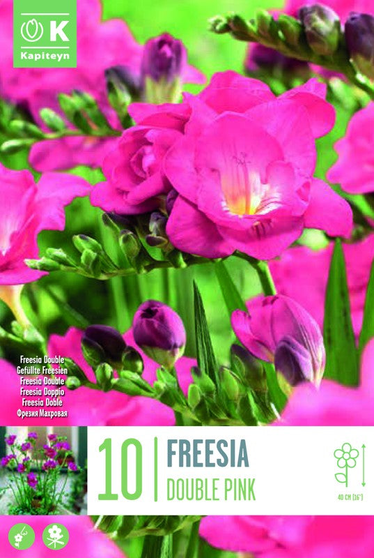 FREESIA DOUBLE PINK X10 6-8