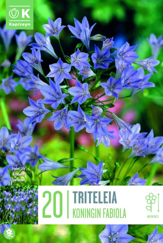 TRIT. KON.FABIOLA X20 5/+