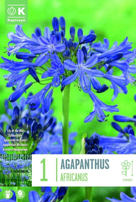 Agaphanthus AFRICANUS I X1