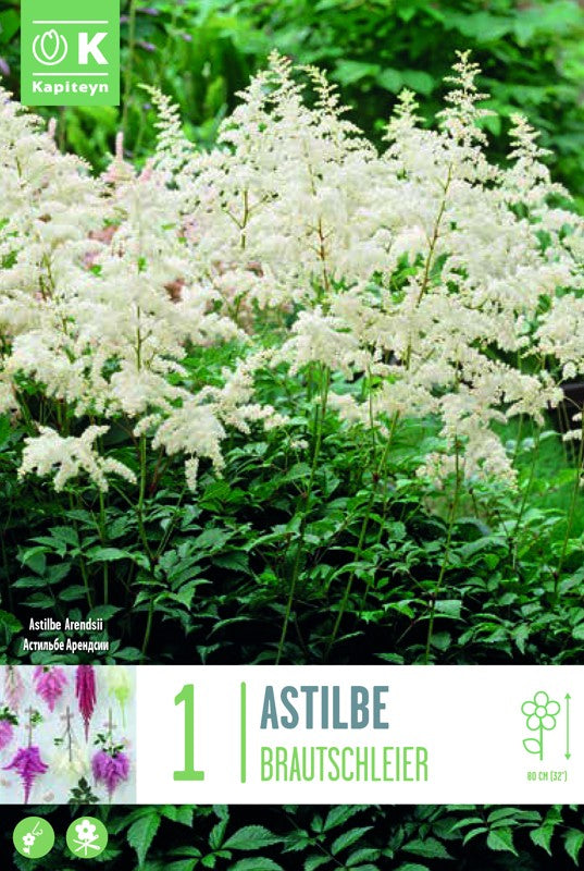 ASTILBE BRAUTSCHLEIERX1 I