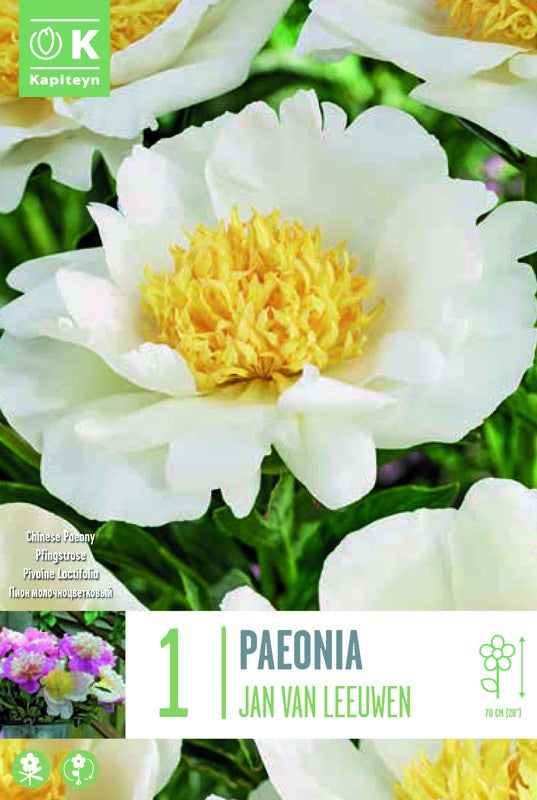 PAEONIA JAN VAN LEEUWEN X1 2/3