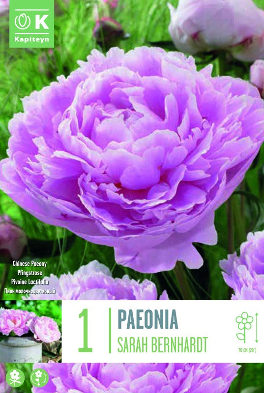 PAEONIA LACT. SARAH BERNHARDT 2-3 X1