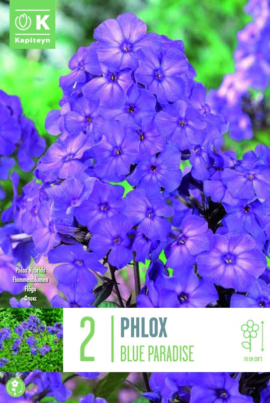 PHLOX BLUE PARADISE X2 I