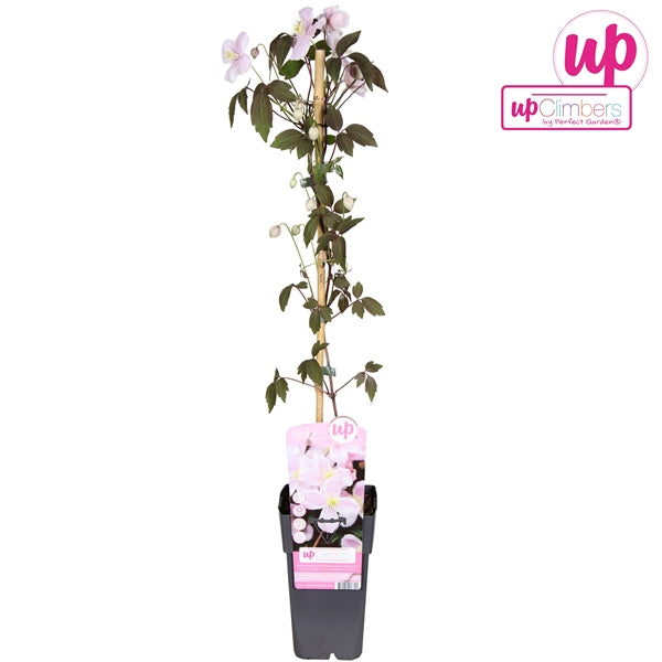 Clematis Montana Mayleen (soft pink flowers) / 2ltr, 65cm-Easy Garden Centre