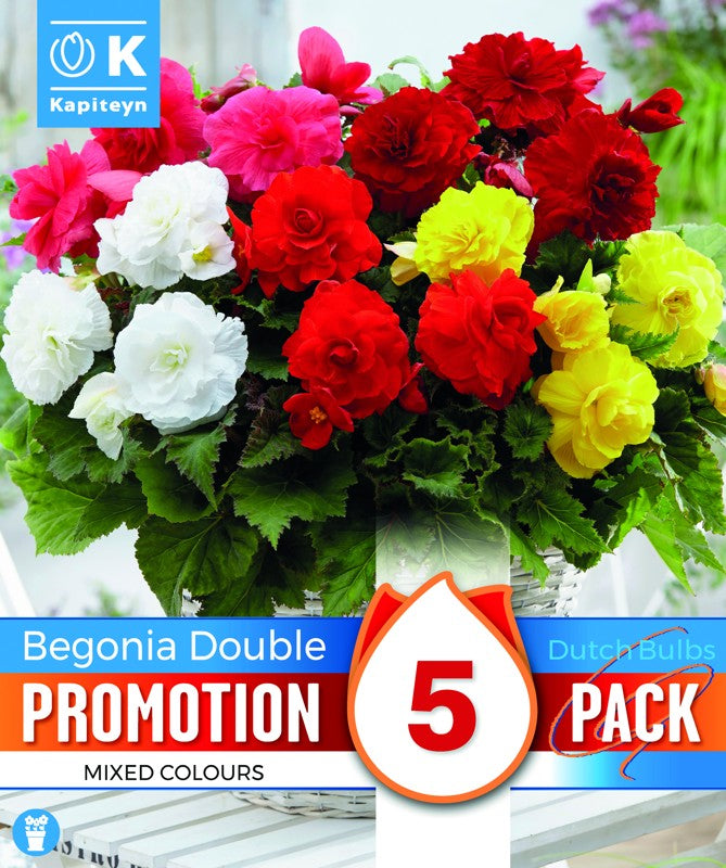 PROMO BEGONIA DOUBLE X5 5-6
