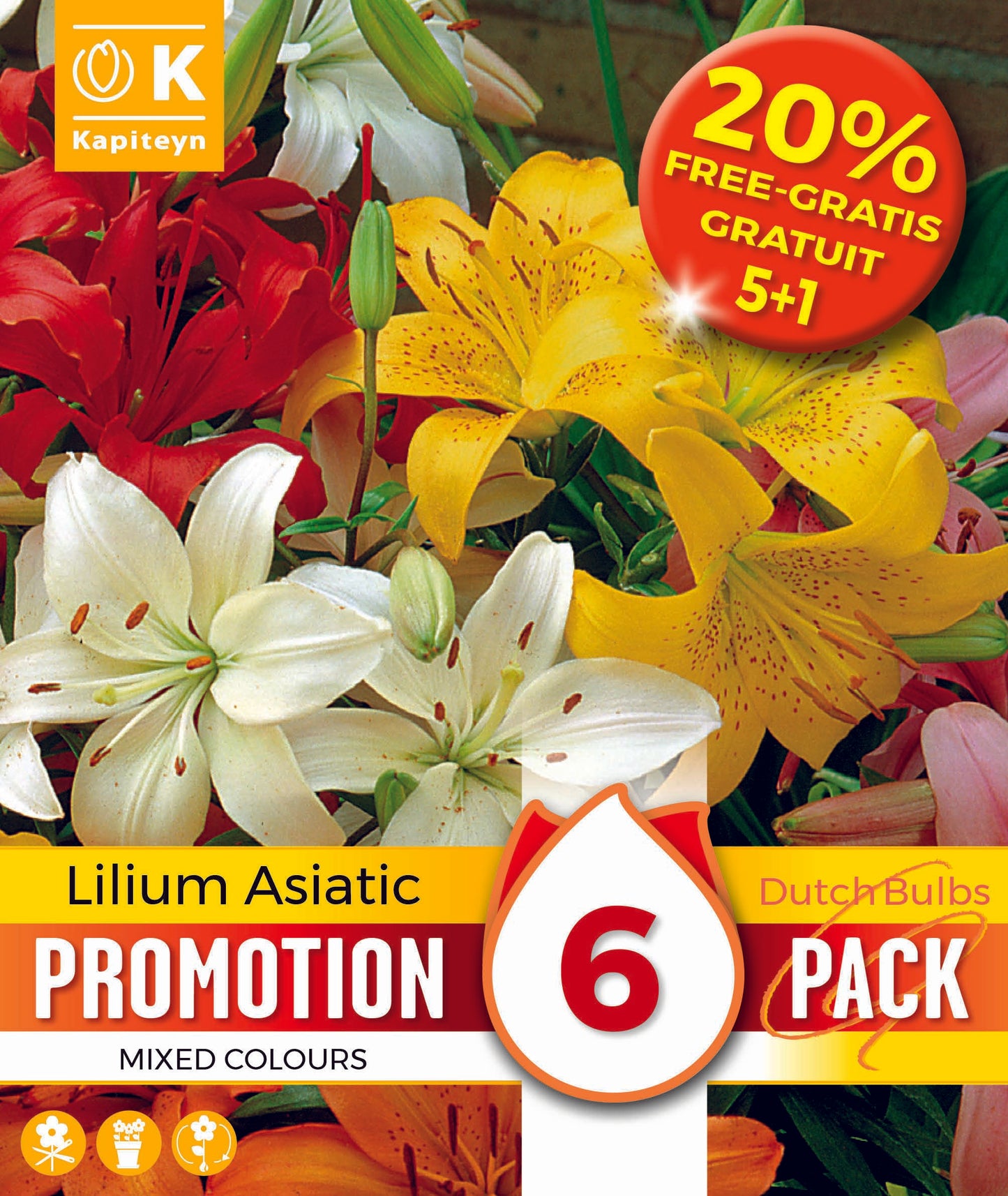 PROMO 30 20% LILIUM ASIATIC X6 16-18
