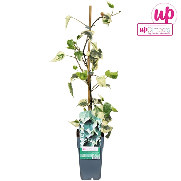 Hedera colchica Dentata Variegata (Persian Ivy) / 2ltr, 65cm-Easy Garden Centre