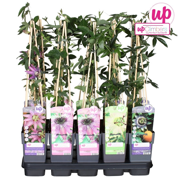 Passiflora mix tray (Passion Flower) / 2ltr, 65cm-Easy Garden Centre