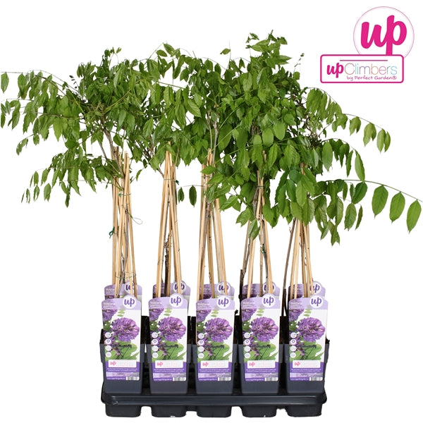 Wisteria Longwood Purple (American Wisteria, purple flowers) / 2ltr, 65cm-Easy Garden Centre