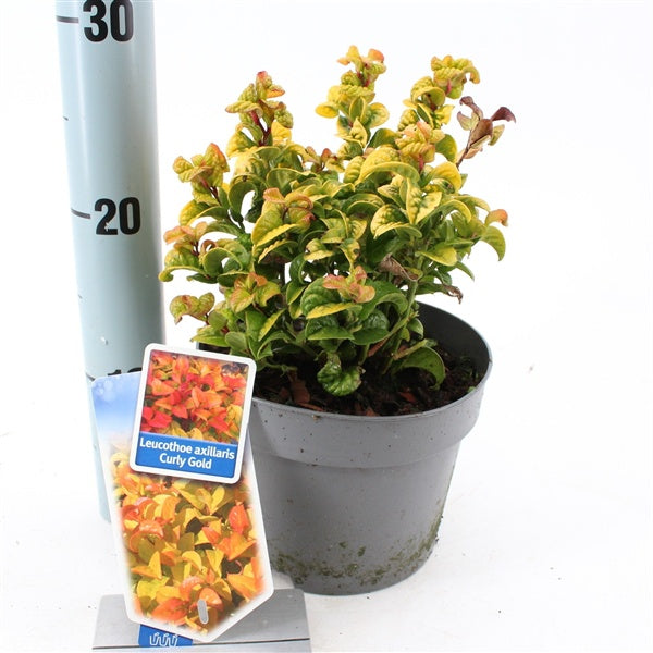 Leucothoe Curly Gold 2ltr-Easy Garden Centre