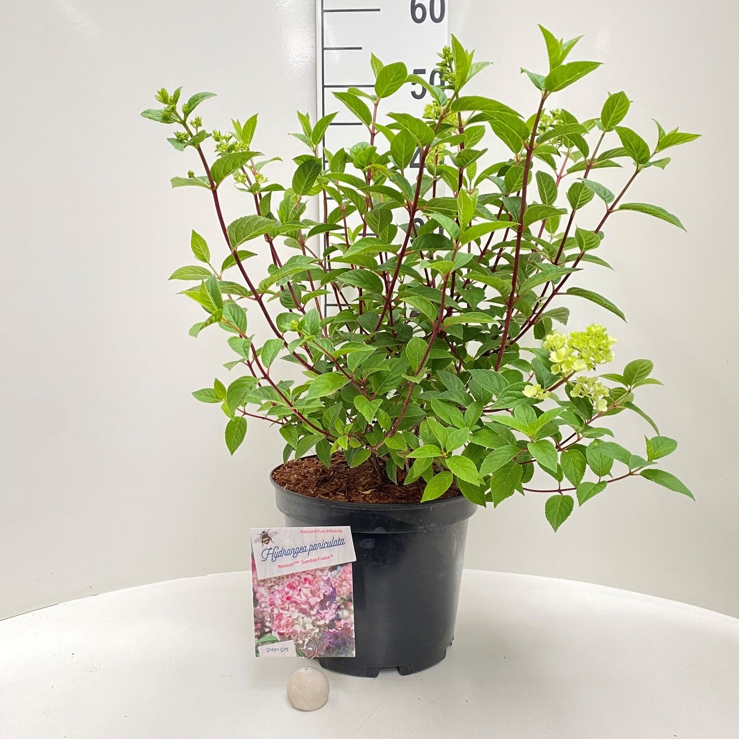 Hydrangea pan. 'Sundai Fraise' ® / 50cm 7.5Ltr-Easy Garden Centre