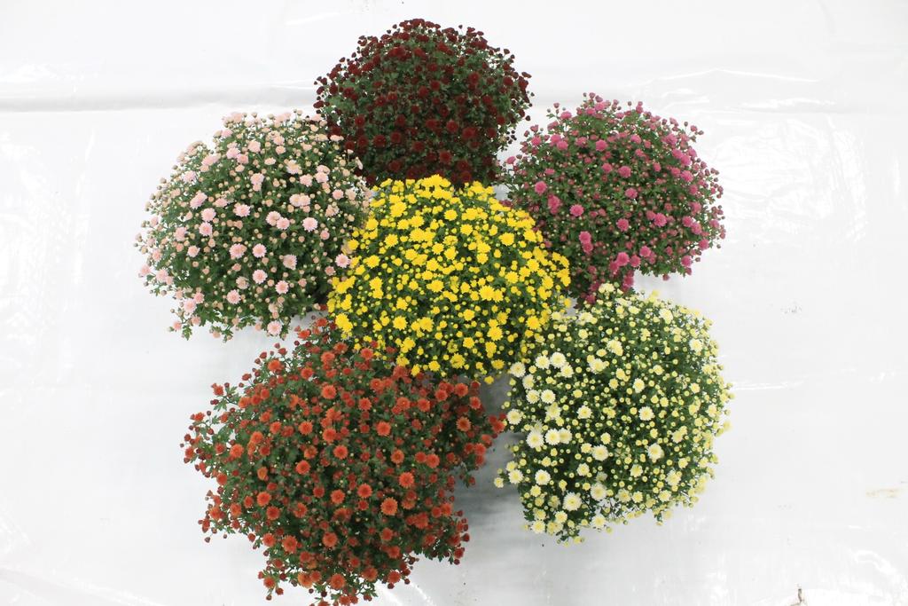 Chrysanthemum ind.garden mums in colors / P19 (3 Ltr) / 40CM-Easy Garden Centre