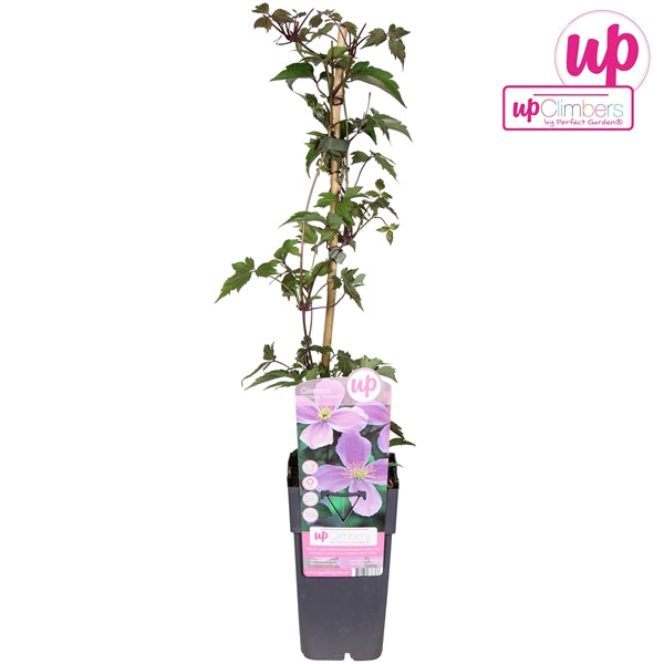 Clematis montana var. rubens (pink flowers) / 2ltr, 65cm-Easy Garden Centre