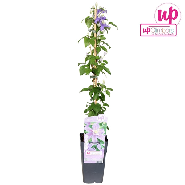 Clematis Justa (Viticella Clematis, violet-purple flowers) / 2ltr, 65cm-Easy Garden Centre