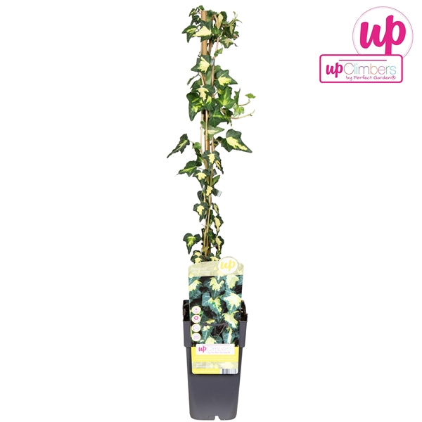 Hedera helix Goldheart (English Ivy) / 2ltr, 65cm-Easy Garden Centre