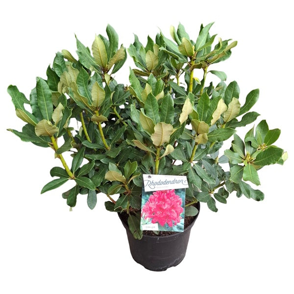 Rhododendron 'Nova Zembla' / 60cm 20Ltr-Easy Garden Centre