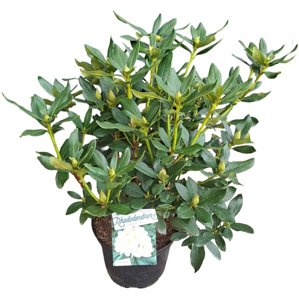 Rhododendron 'Cunningham's White' wit / 60cm 20Ltr-Easy Garden Centre