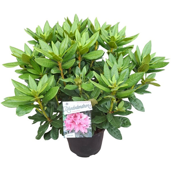 Rhododendron 'Cosmopolitan' rose' / 50cm 10Ltr – Easy Garden Centre