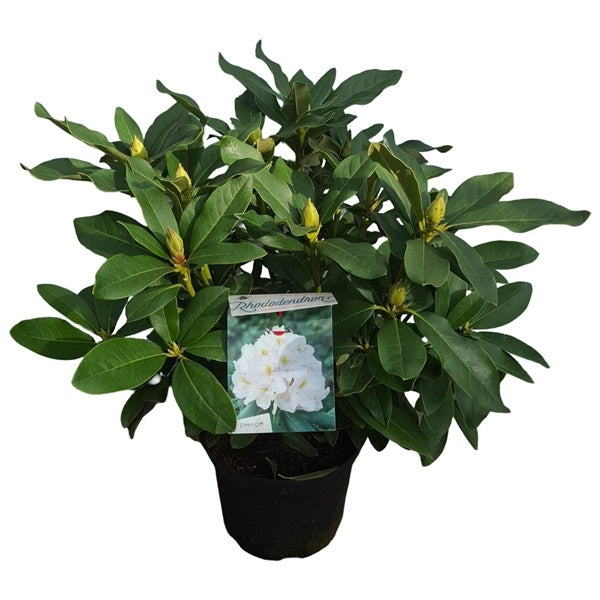 Rhododendron 'Cunningham's White' wit / 30cm 5Ltr-Easy Garden Centre