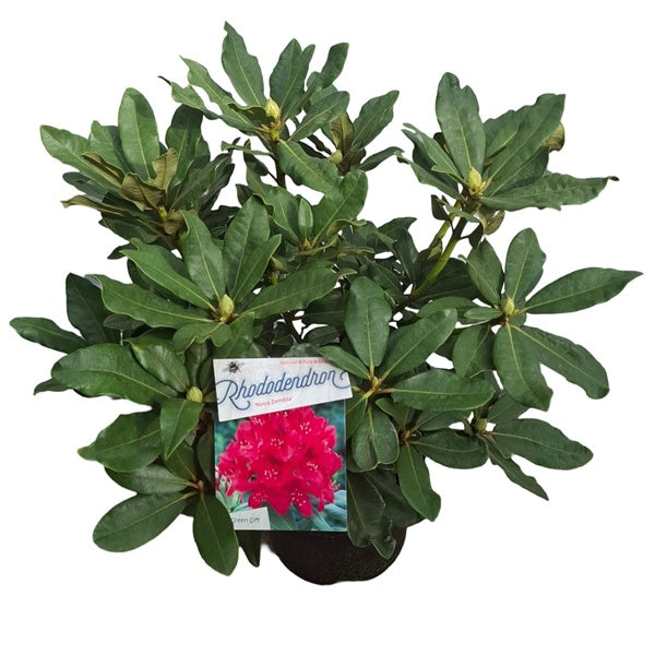 Rhododendron 'Nova Zembla' / 30cm 5Ltr-Easy Garden Centre
