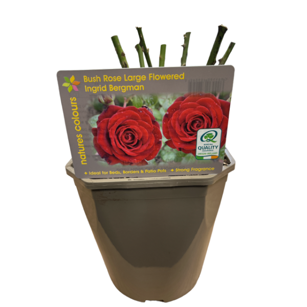 Rosa Ingrid Bergman / 4.5 Ltr / Hybrid Tea-Easy Garden Centre