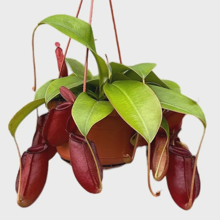 Nepenthes 'Bloody Mary' / P14, hanging pot-Easy Garden Centre