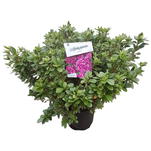 Azalea 'Violetta' paars / 40cm 10Ltr-Easy Garden Centre