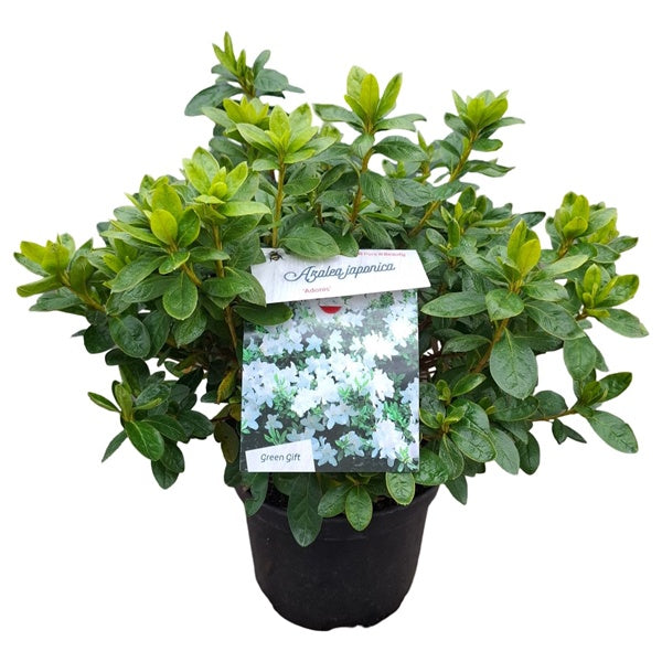 Azalea 'Adonis' wit / 30cm 4Ltr-Easy Garden Centre