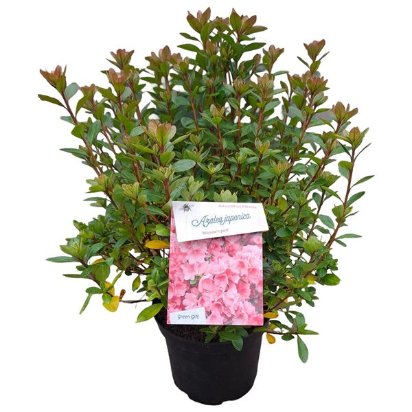 Azalea 'Blaauw's Pink' rose / 30cm 4Ltr-Easy Garden Centre