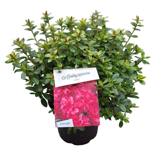Azalea 'Isabel' rood / 40cm 10Ltr-Easy Garden Centre