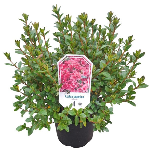 Azalea 'Silvester' rose/lila / 40cm 10Ltr-Easy Garden Centre